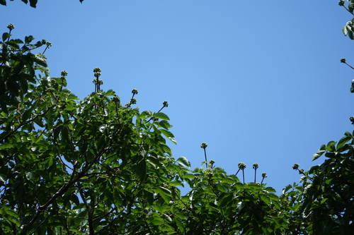 Caryocar glabrum, 2026-09-20