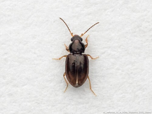 Elaphropus