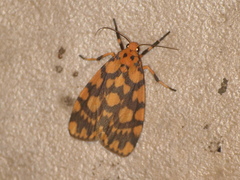 Miltochrista quadrilineata