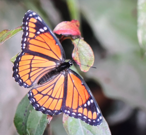 Viceroy