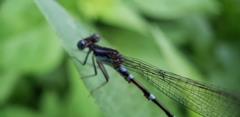 Argia sedula