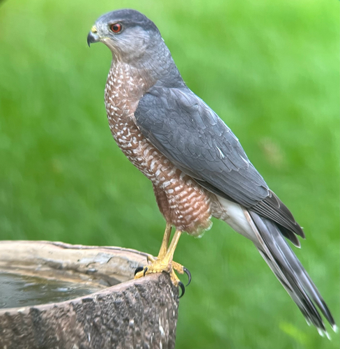 Cooper's Hawk