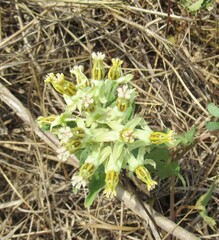 Asclepias oenotheroides, photograph (c) Linda Jo Conn, some rights reserved (CC BY)