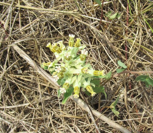 Asclepias oenotheroides, photograph 2