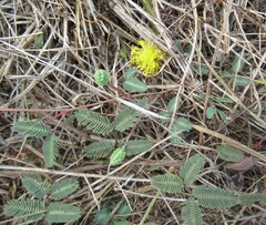 (c) Linda Jo Conn, some rights reserved (CC BY) Neptunia lutea, photograph (c) Linda Jo Conn, some rights reserved (CC BY)