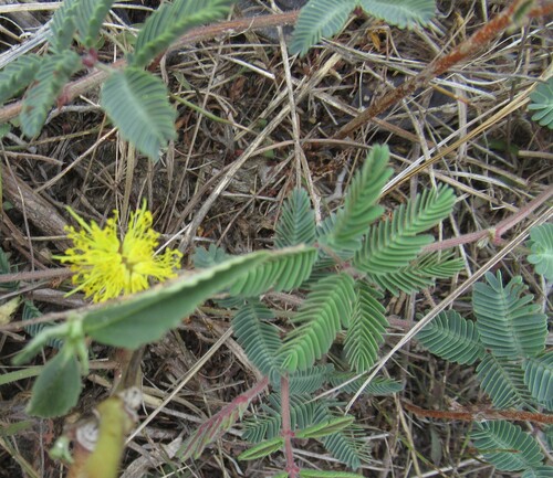 Neptunia lutea