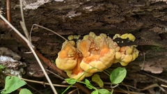 Laetiporus sulphureus