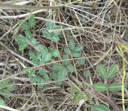Neptunia lutea, photograph 1