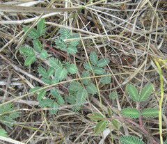 (c) Linda Jo Conn, some rights reserved (CC BY) Neptunia lutea, photograph (c) Linda Jo Conn, some rights reserved (CC BY)