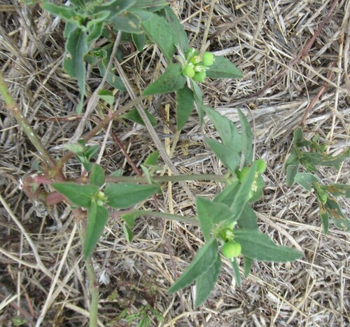 Euphorbia dentata