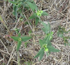 Euphorbia dentata