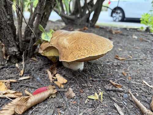 King Bolete