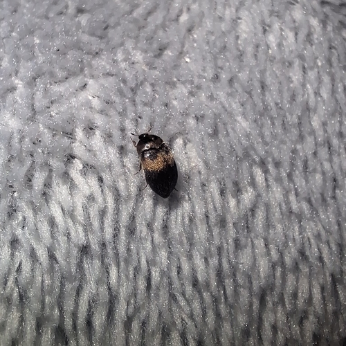 Attagenus fasciatus, 2026-09-24