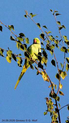 Rose-ringed Parakeet