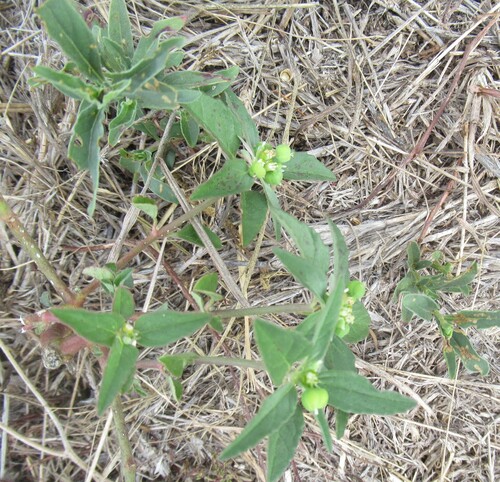 Euphorbia dentata, photograph 1