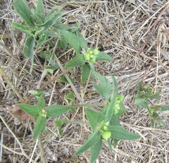 Euphorbia dentata, photograph (c) Linda Jo Conn, some rights reserved (CC BY)