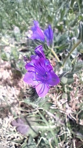 Echium plantagineum