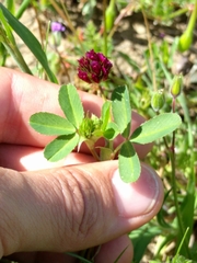 Trifolium gracilentum