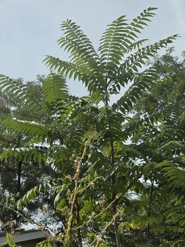 tree-of-heaven