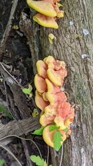 Laetiporus sulphureus