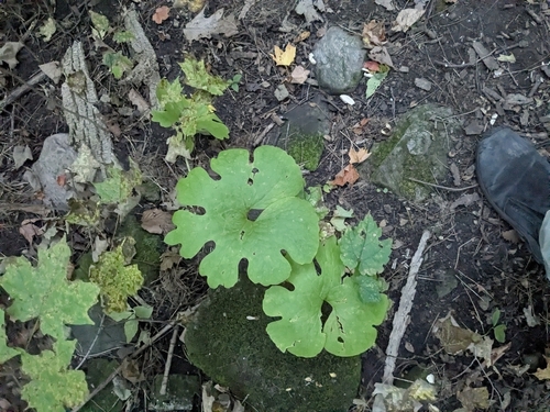 bloodroot