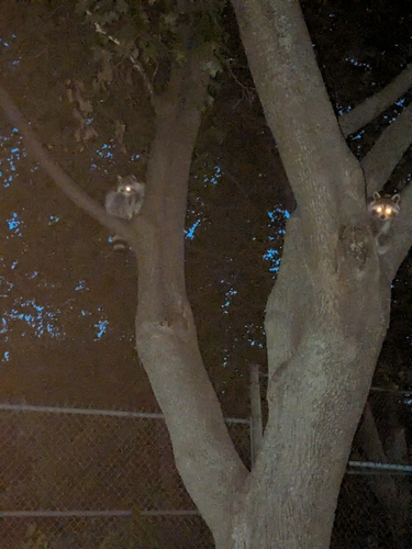 Common Raccoon