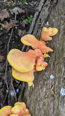 Laetiporus sulphureus