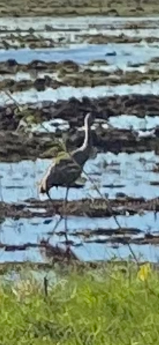 Sandhill Crane
