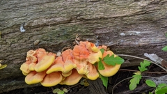 Laetiporus sulphureus