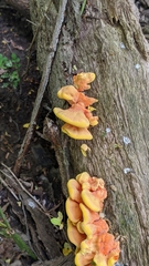 Laetiporus sulphureus
