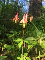 Aquilegia canadensis