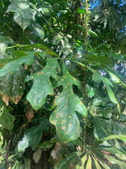 Anthurium clavigerum, photograph (c) River Ahlquist, some rights reserved (CC BY)