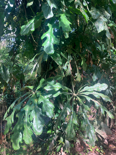 Anthurium clavigerum