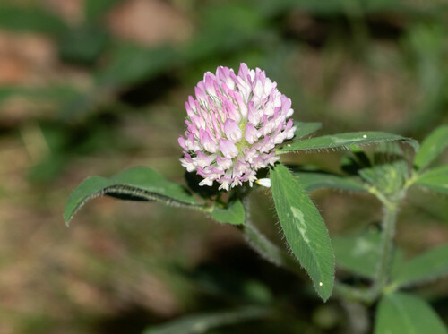 Red Clover