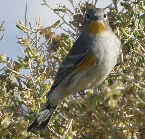 Audubon's Warbler
