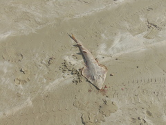 Pseudobatos leucorhynchus