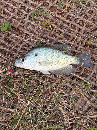 White Crappie