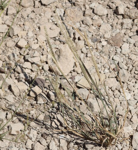 Tragus berteronianus observed 2026-09-20