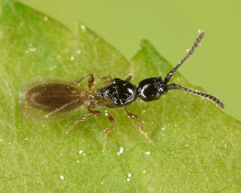 Coptera