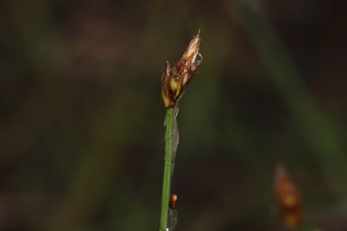 Carex chordorrhiza
