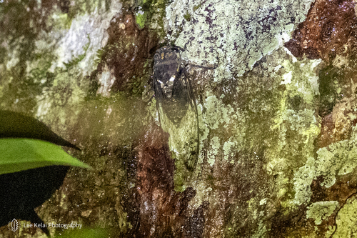 Macrosemia umbrata