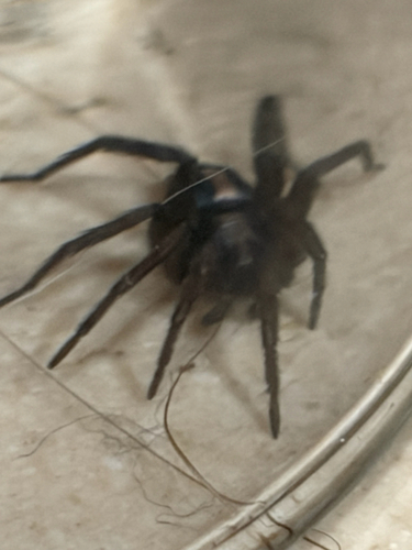 Western Parson Spider
