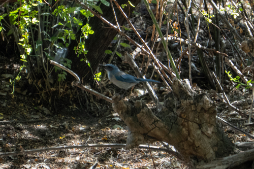 Woodhouse's Scrub-Jay