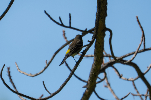 Audubon's Warbler