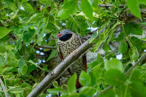 Northern Flicker