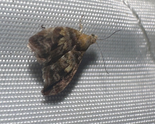 Choreutis sexfasciella