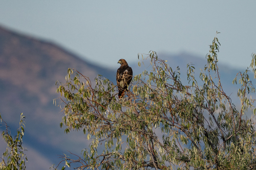 Red-tailed Hawk