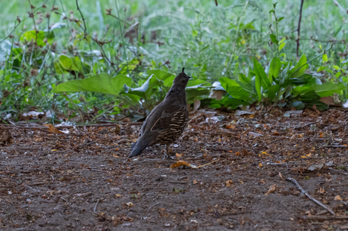 California Quail