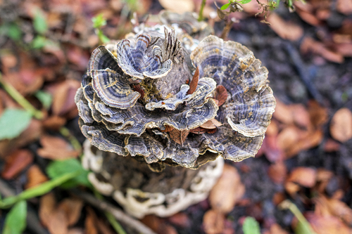 turkey-tail