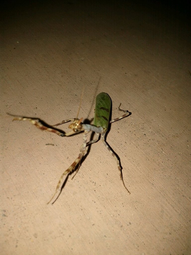 Arizona Unicorn Mantis